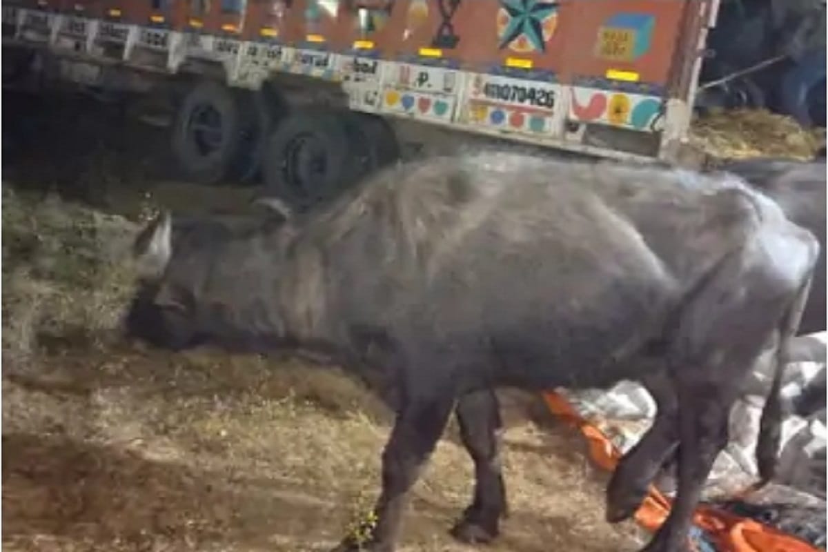 Animal smuggling racket exposed: Animals were being sent to Bihar by filling trucks from Chhattisgarh in Latehar, two accused arrested