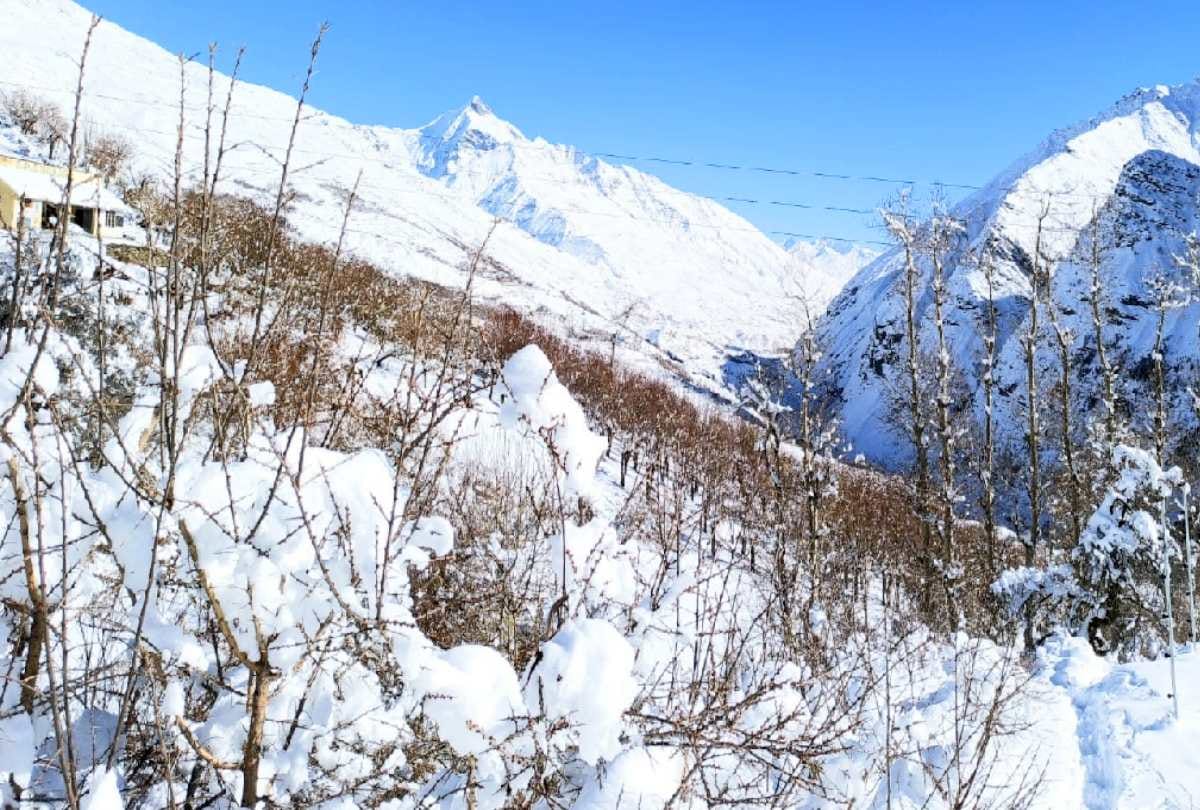 Horticulture: December's snowfall will protect apple plants from rats and pests