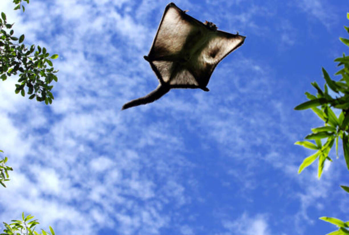 five species of flying squirrels found in Forests of Uttarakhand