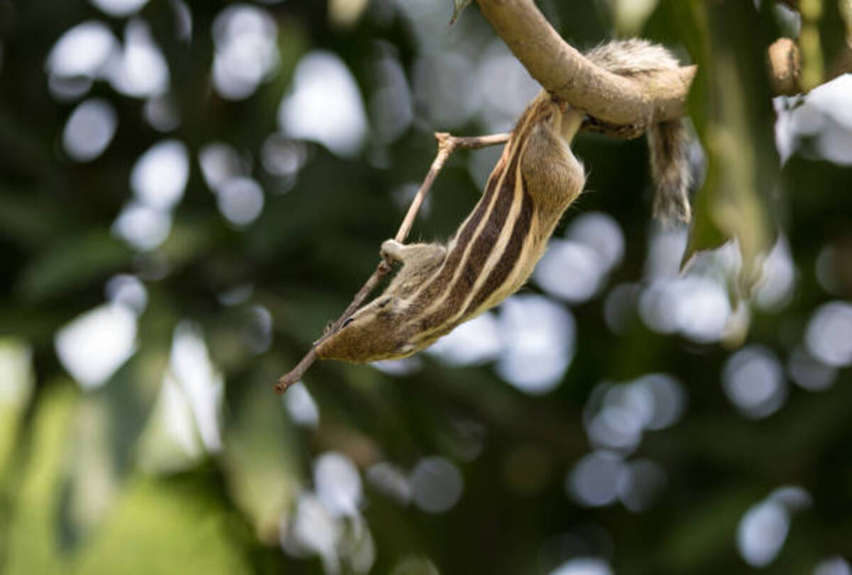 five species of flying squirrels found in Forests of Uttarakhand