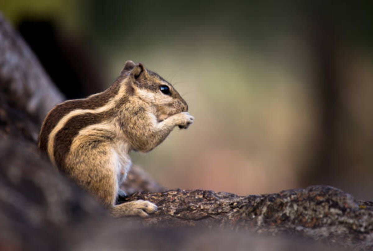 five species of flying squirrels found in Forests of Uttarakhand