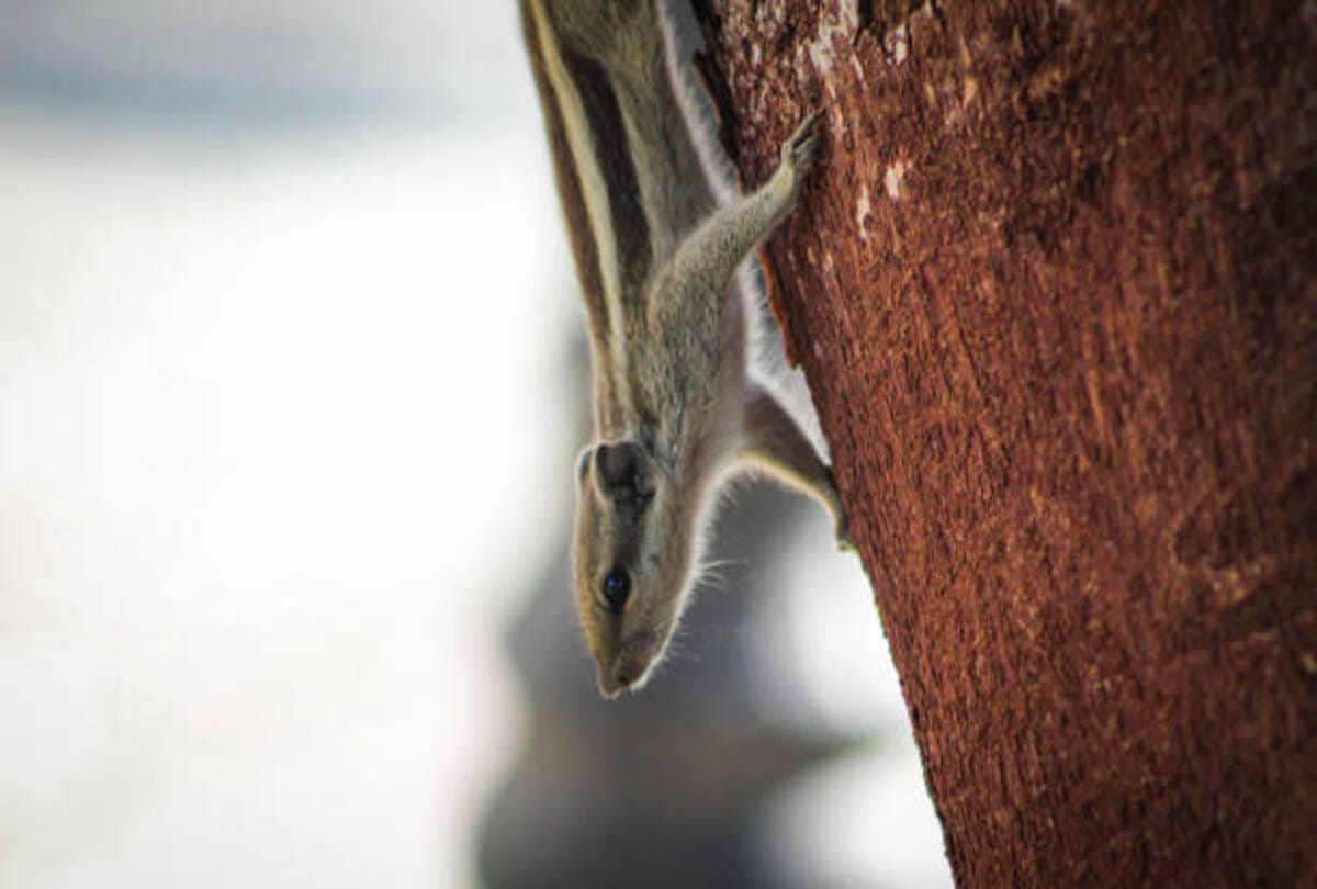 five species of flying squirrels found in Forests of Uttarakhand