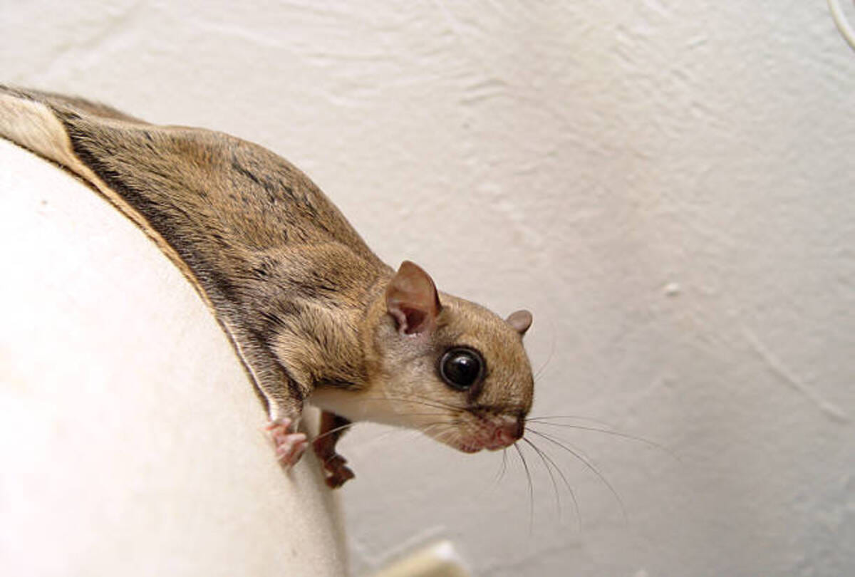five species of flying squirrels found in Forests of Uttarakhand