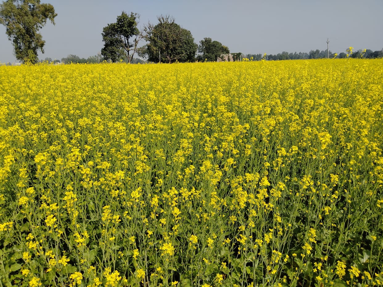 Farmers took steps towards profitable crop, sowing of rye in 33 thousand hectares breaking the record