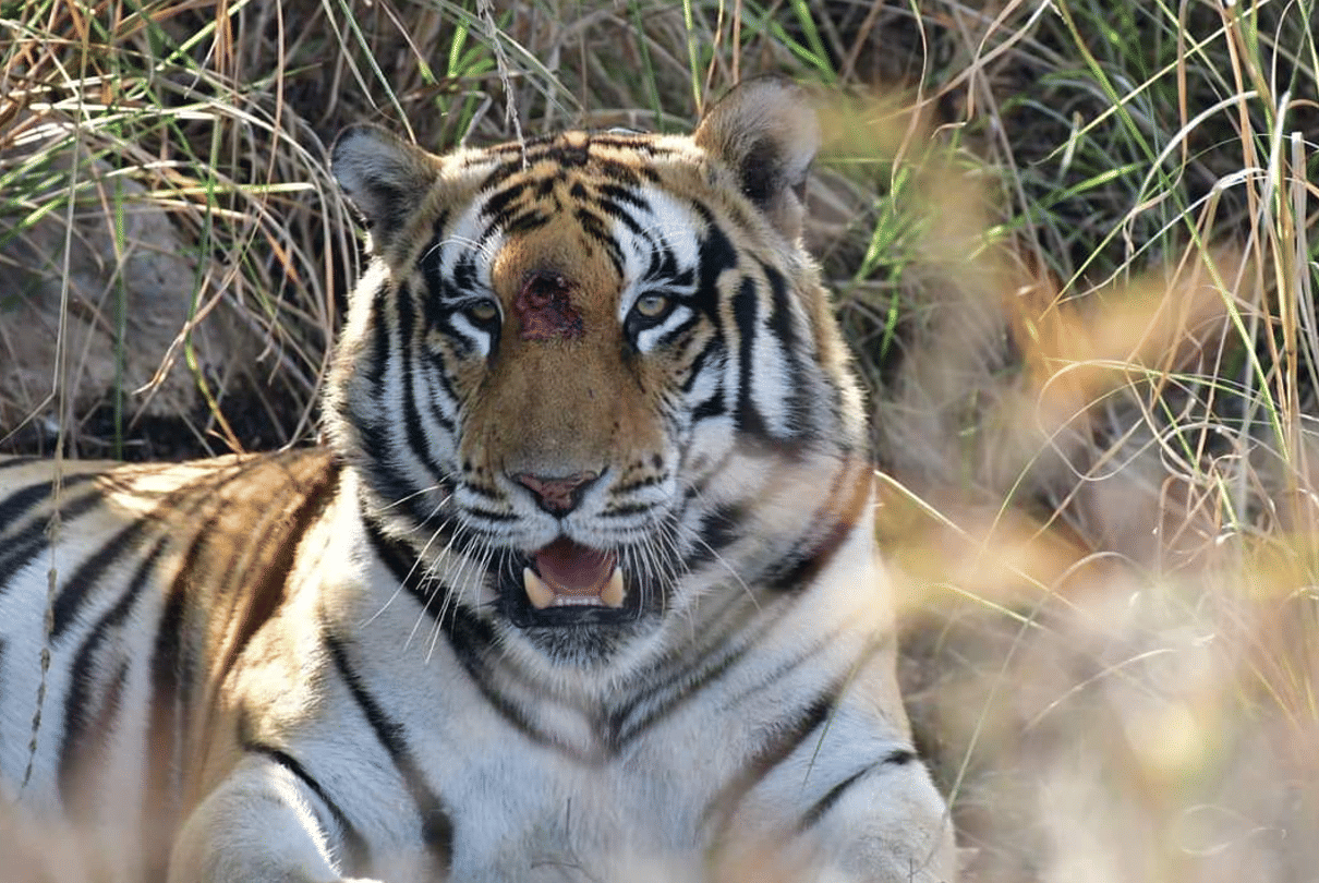 MP News: 85 tigers including 32 cubs died in four years, Forest dept informed Vidhan Sabha