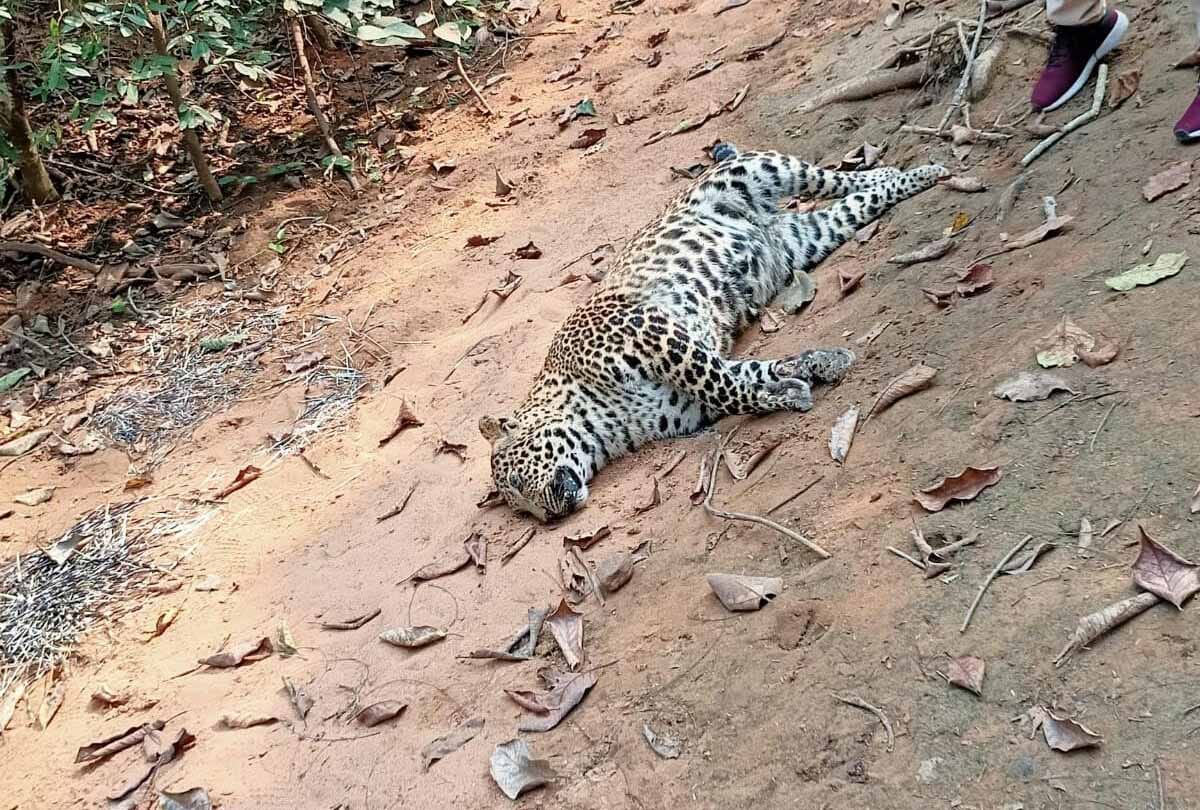 Leopard found dead in Chitrakoot forest