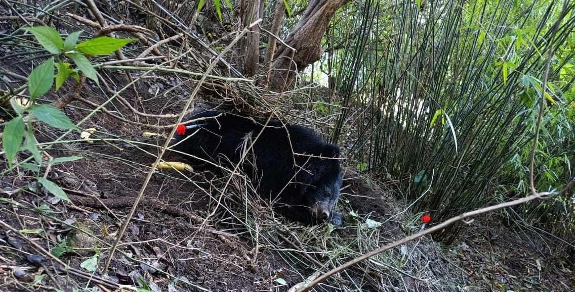 The forest department team rescued the bear trapped in the wire