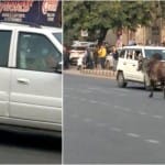 काफिले के सामने आया सांड़