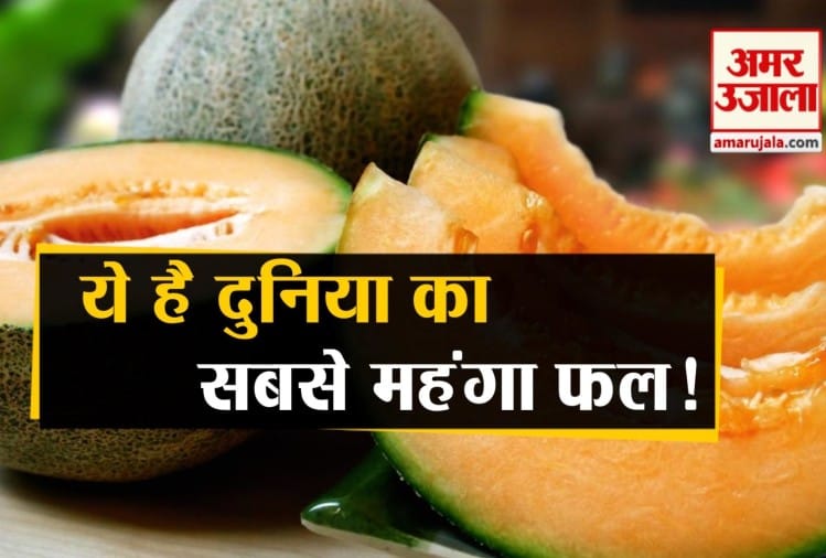 Know About World's Most Expansive Fruits Yubari Melon Japan Amar Ujala Hindi News Live जापान
