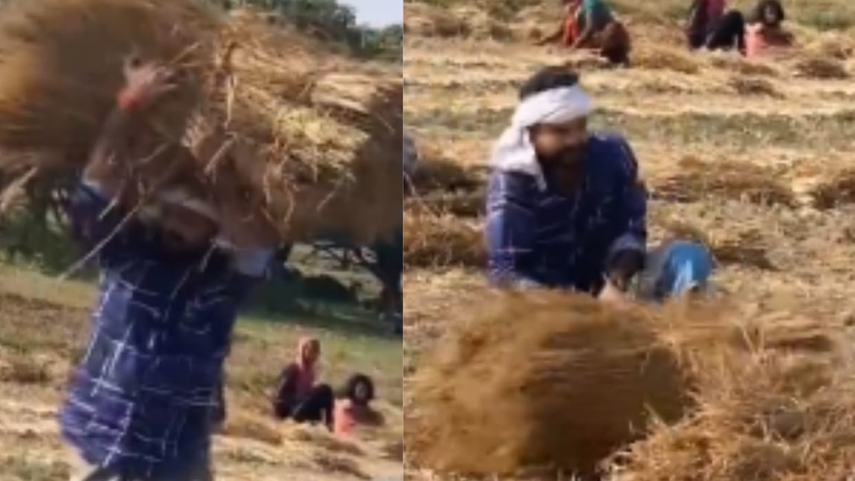 Bhojpuri: Bhojpuri star Ritesh Pandey was seen carrying a burden of paddy on his head, the video went viral