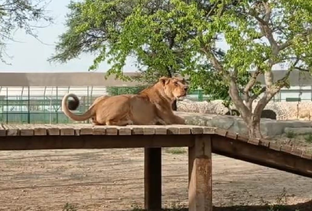 Mariyam now completely healthy sunbathes outside enclosure in Gorakhpur