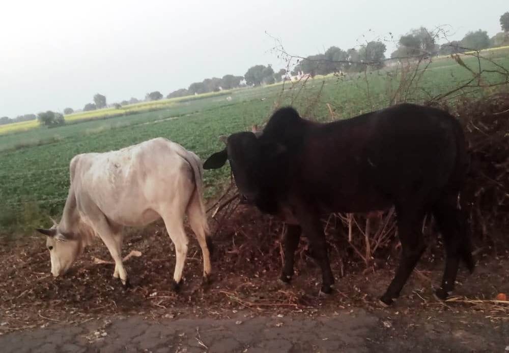 Hathras: Cow, wild animals getting shock, siren ringing