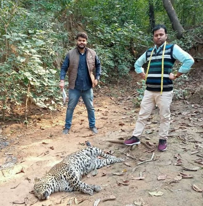 Leopard found dead again in the forest