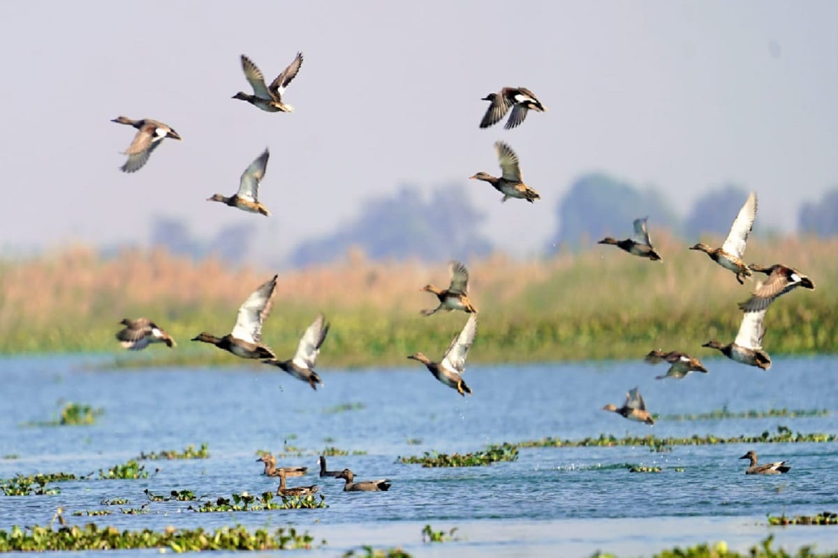 Muzaffarnagar News: Haiderpur Wetland became the 47th Ramsar site of the country and 10th of UP, now got the status of Ramsar site