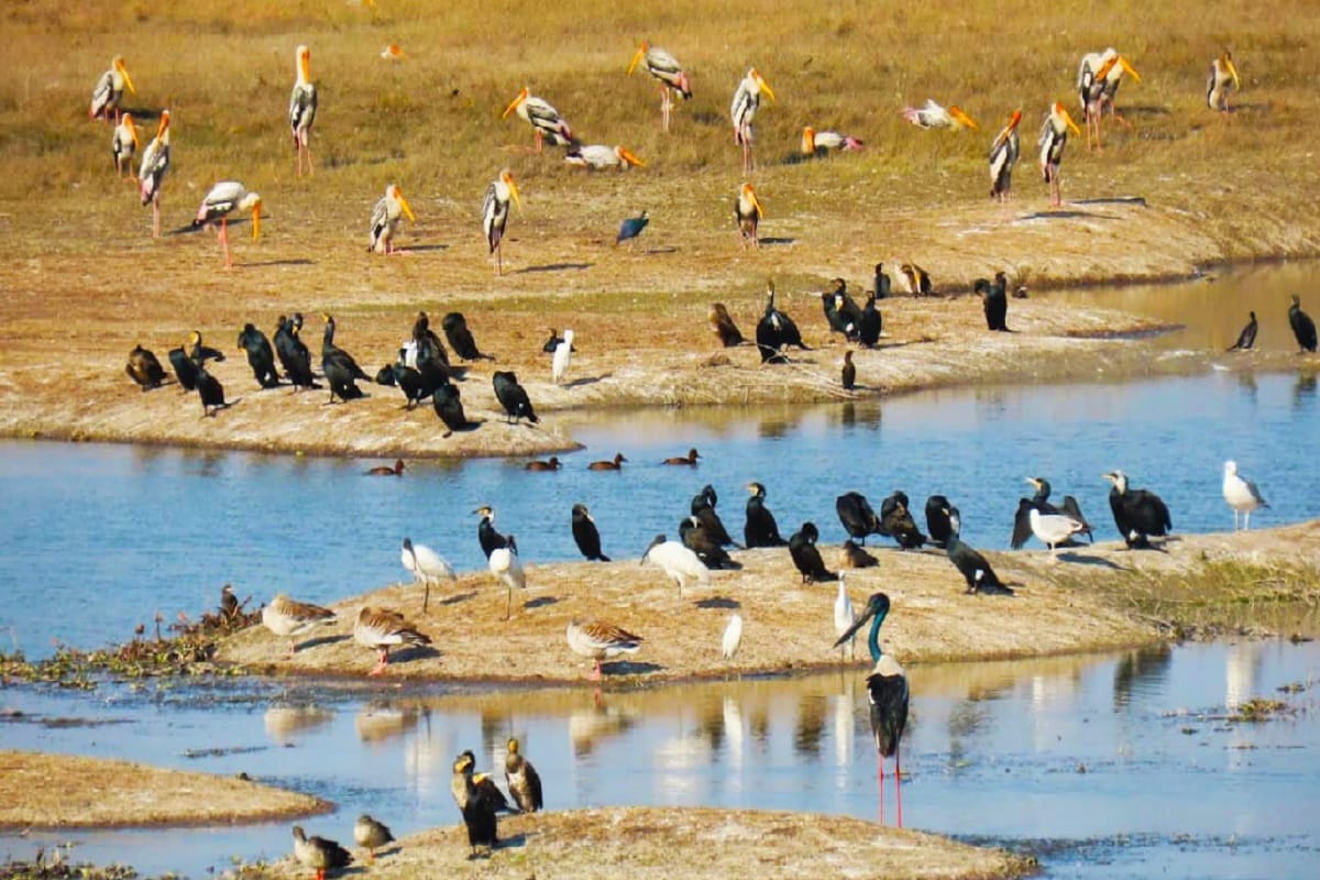 Bijnor News: Now Haiderpur Wetland will get recognition all over the world and see photos
