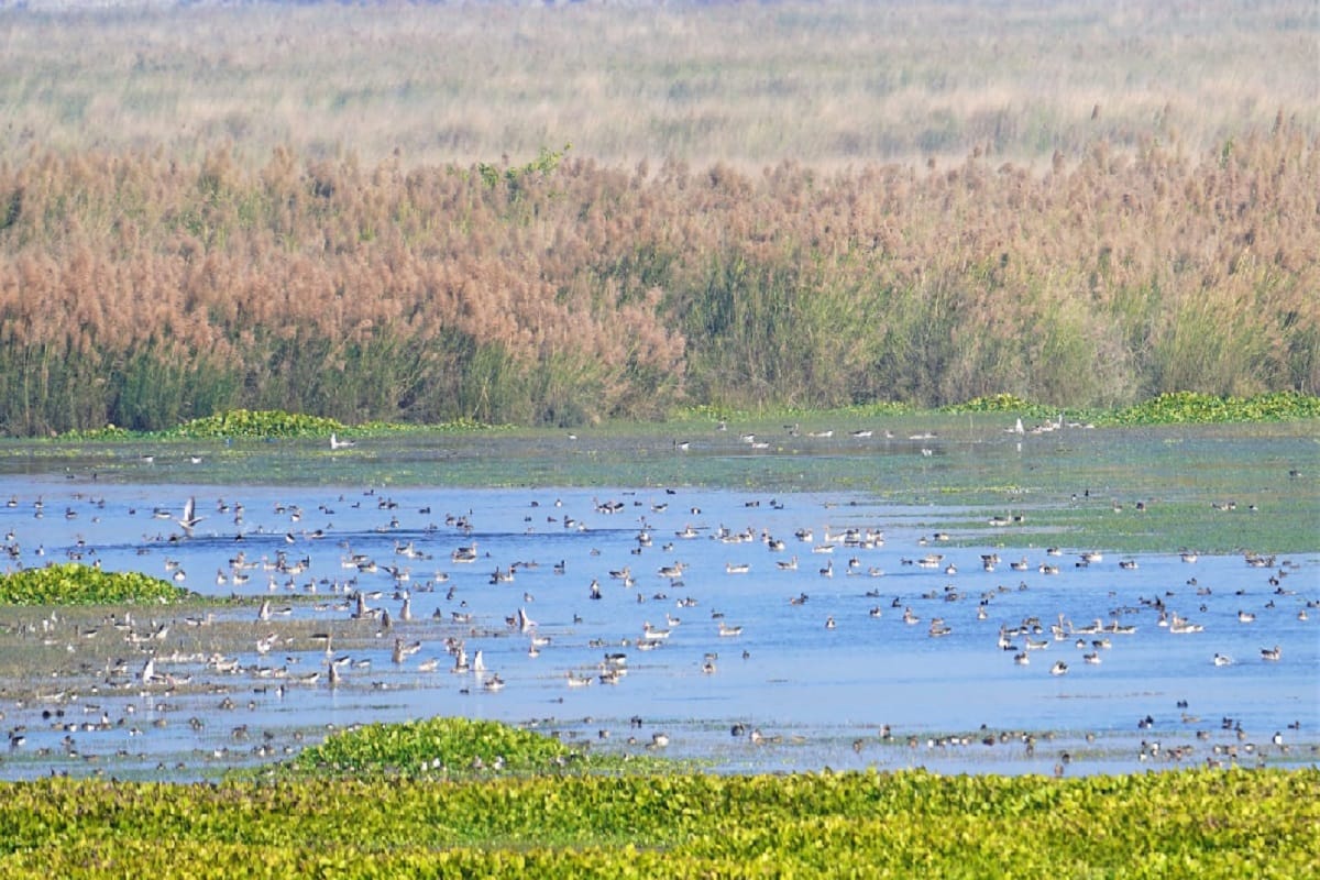 Bijnor News: Now Haiderpur Wetland will get recognition all over the world and see photos