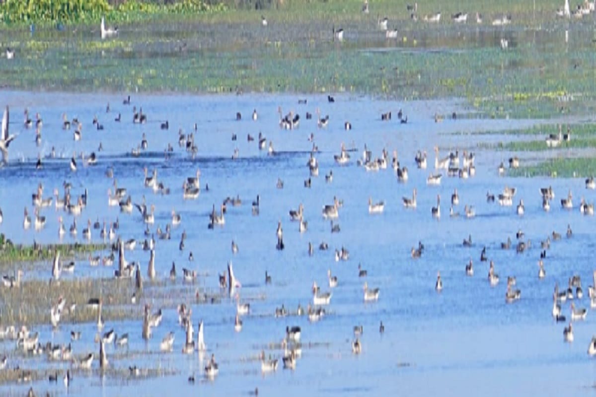 Bijnor News: Now Haiderpur Wetland will get recognition all over the world and see photos