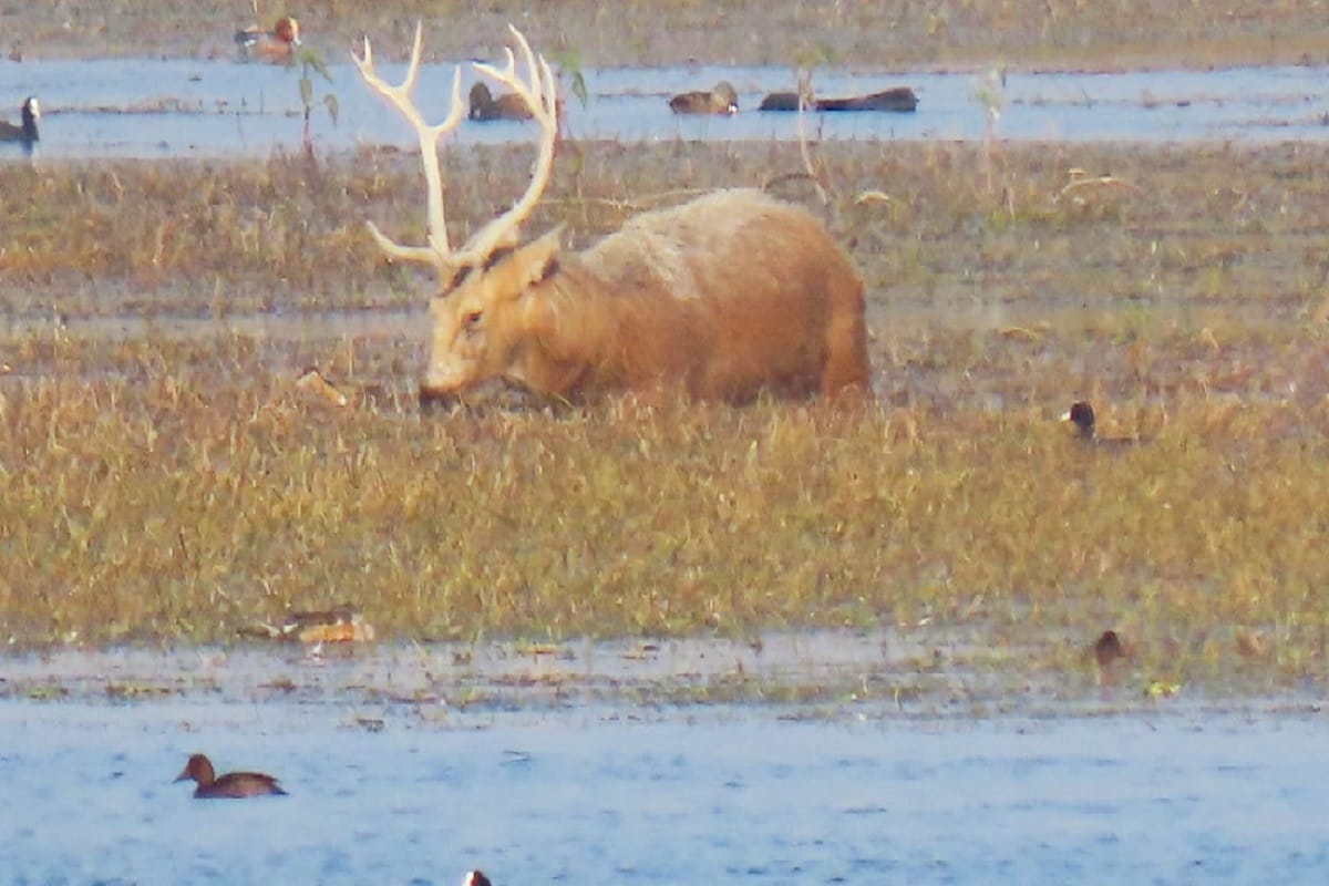 Bijnor News: Now Haiderpur Wetland will get recognition all over the world and see photos