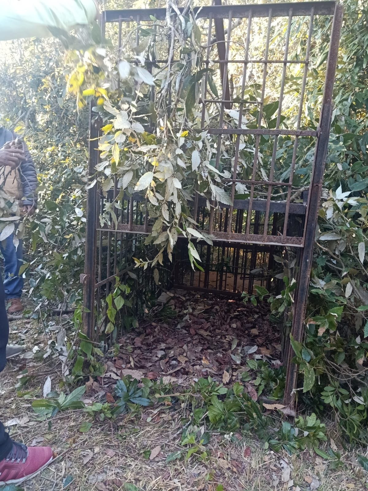 Catching of Tiger in Champawat