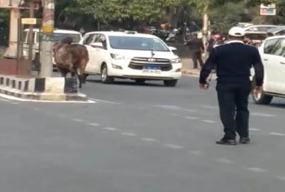 Suddenly a bull came in front of Chief Minister Yogi Adityanath fleet in Agra