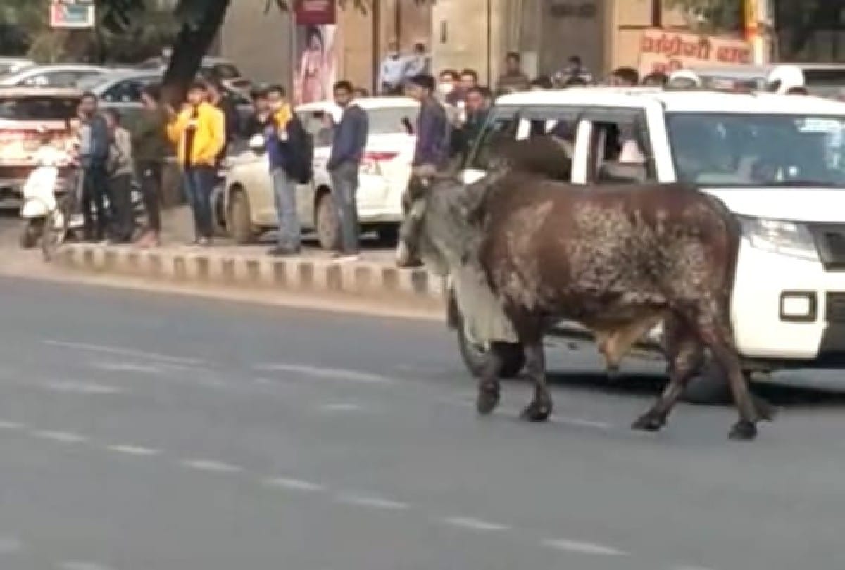 Bull collided with bike, farmer died, accident happened at Bhatpura intersection of Nigohan