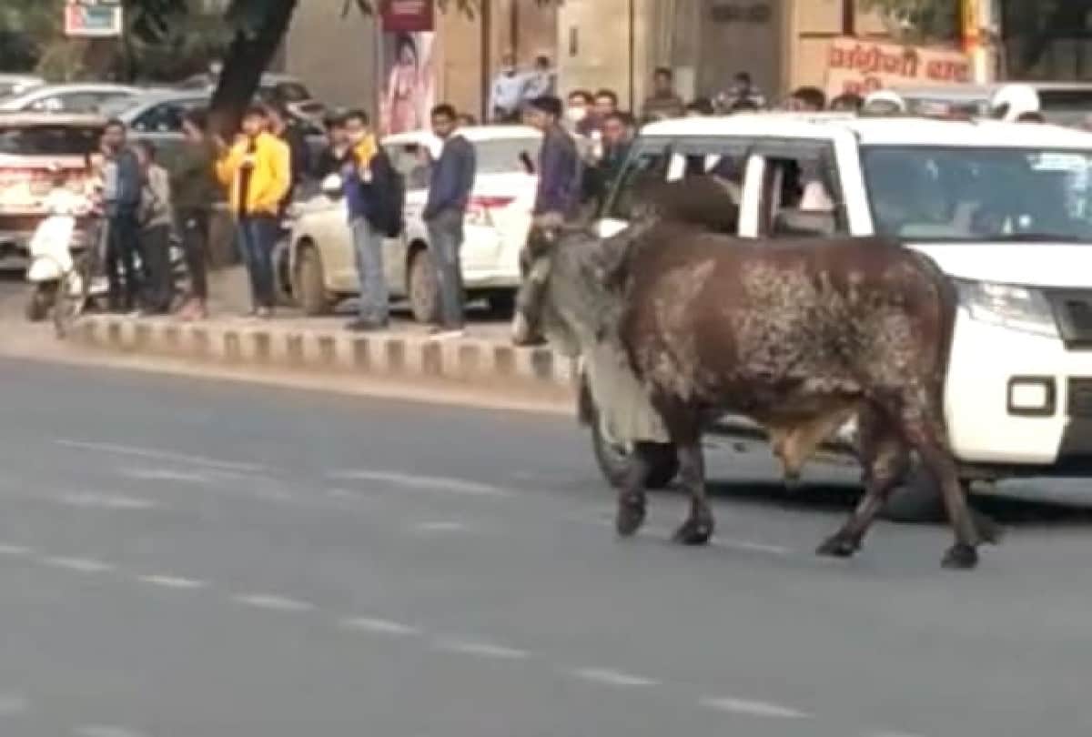 Suddenly a bull came in front of Chief Minister Yogi Adityanath fleet in Agra