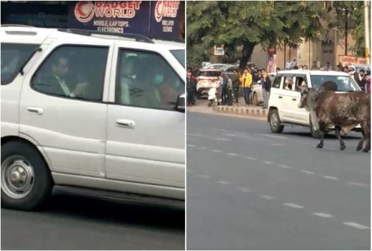 Suddenly a bull came in front of Chief Minister Yogi Adityanath fleet in Agra