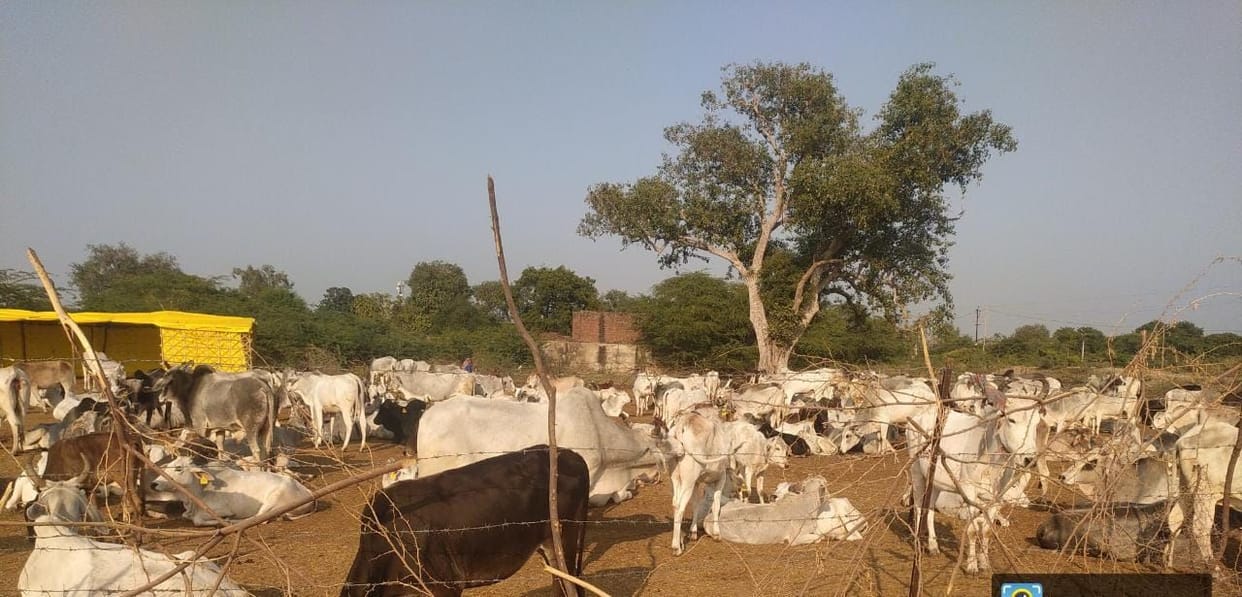 village,former,cow,CMO,block