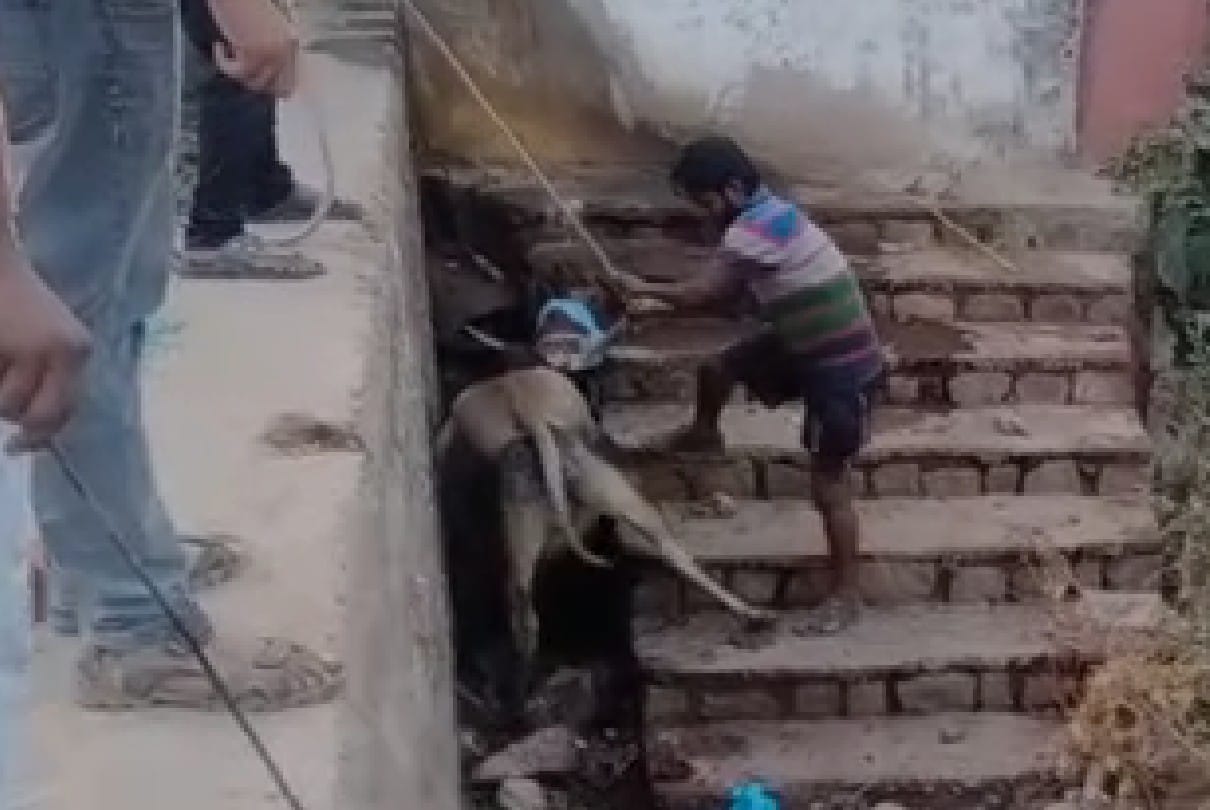 Chhatarpur: Bull fell in the pond, pulled out after an hour's effort