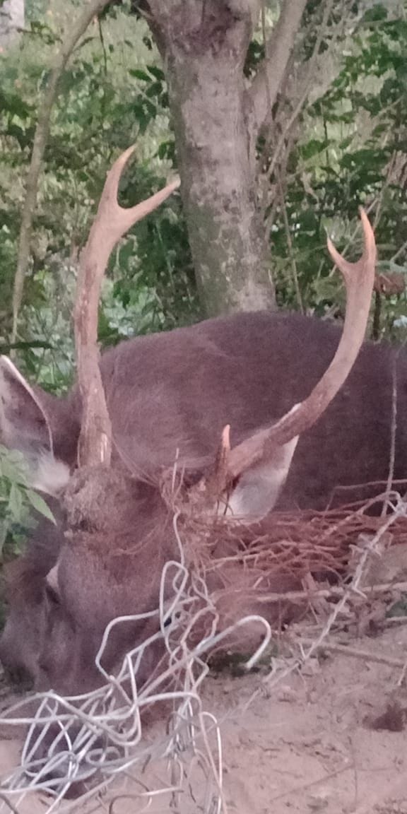Sambhar trapped in a wire net in Kuneran rescued