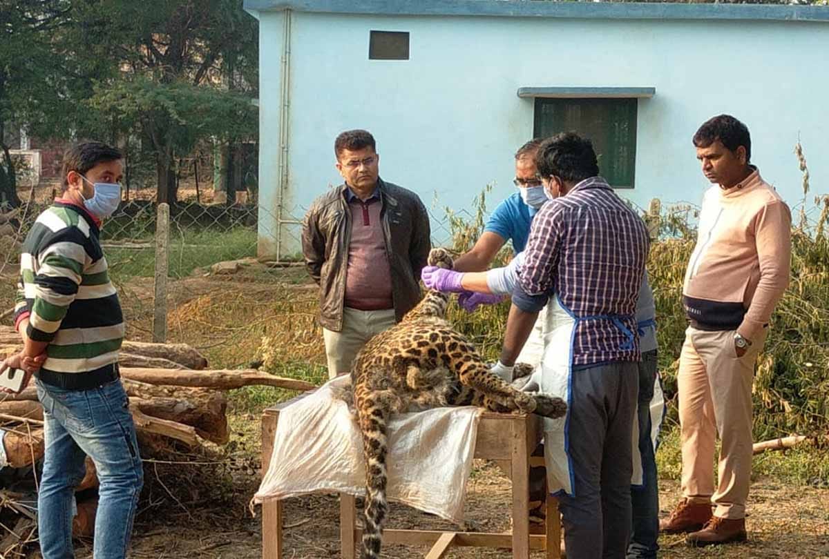 Chitrakoot: Post-mortem report revealed, leopard hunted by electric shock