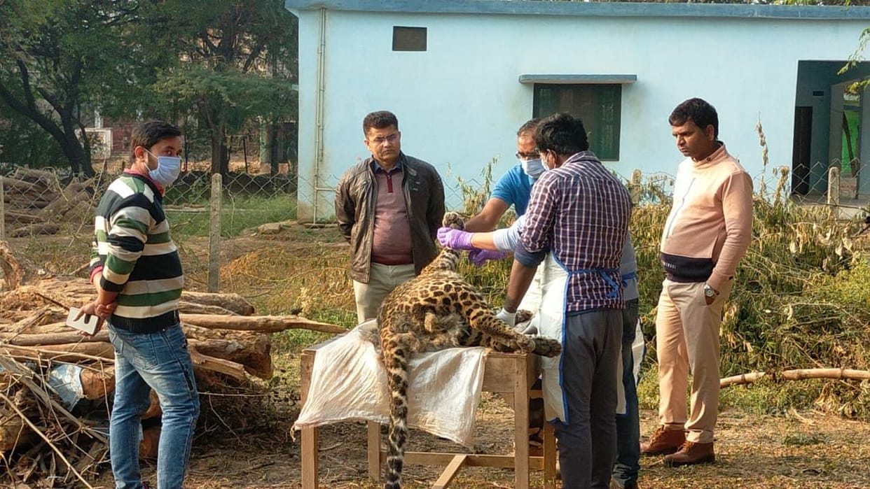 Leopard died due to current, two suspects arrested