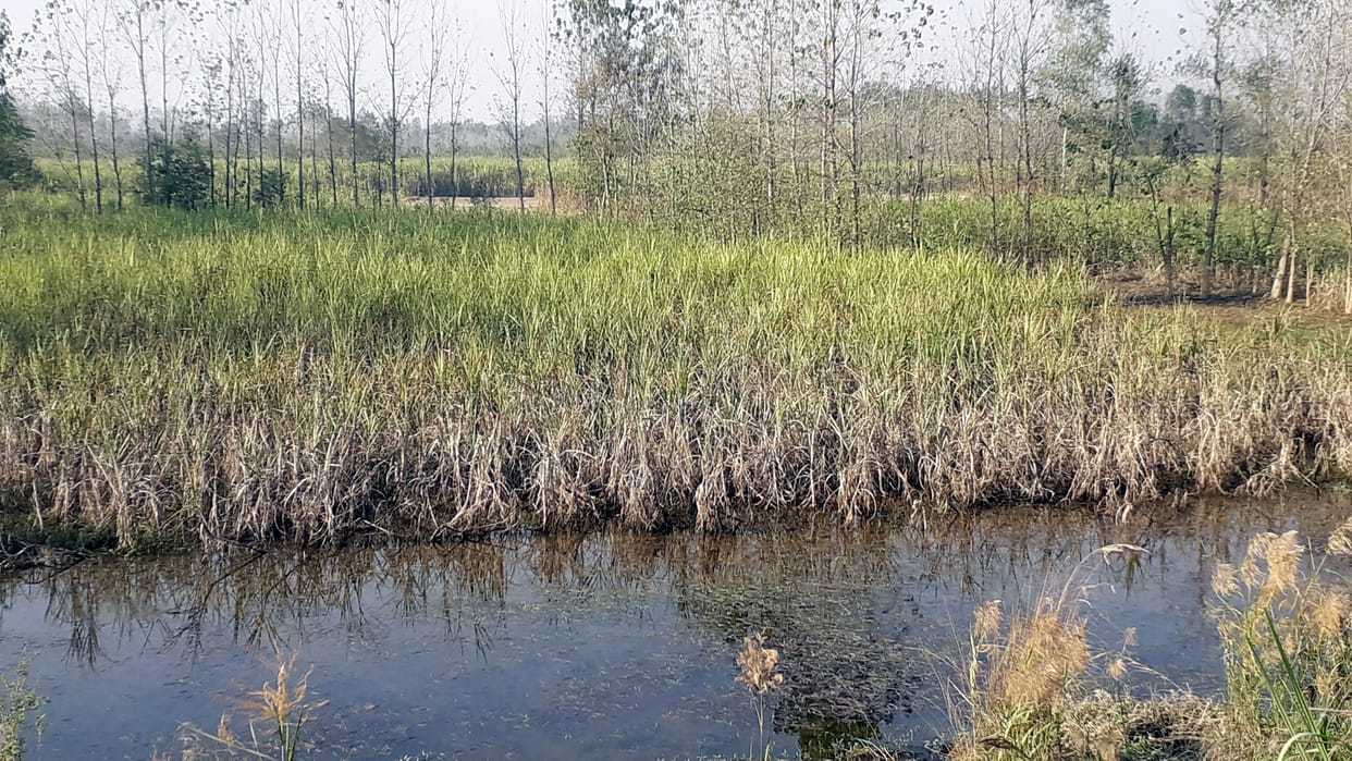 The water left in Ramganga from the dam reached the fields, damage to crops