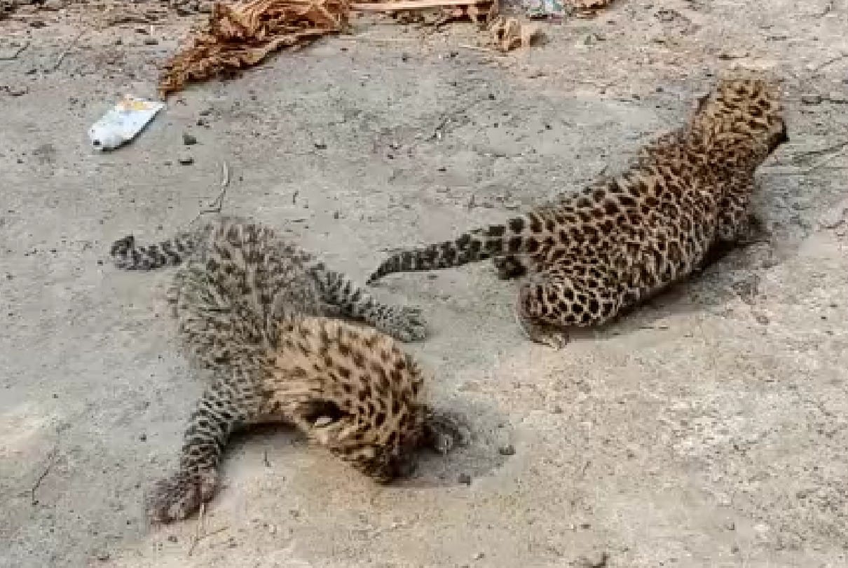 Dhar: To find out whether there are kittens or leopards, Indore zoo will send