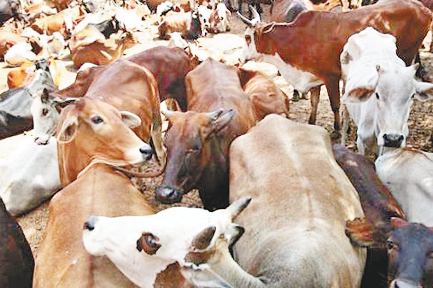 in many panchyats of kotdhaar  bilaspur no pharmasit in animal  hospitalpeople facing problem