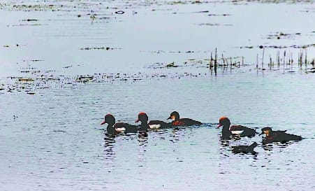Monitoring the behavior of migratory birds being kept in DTR
