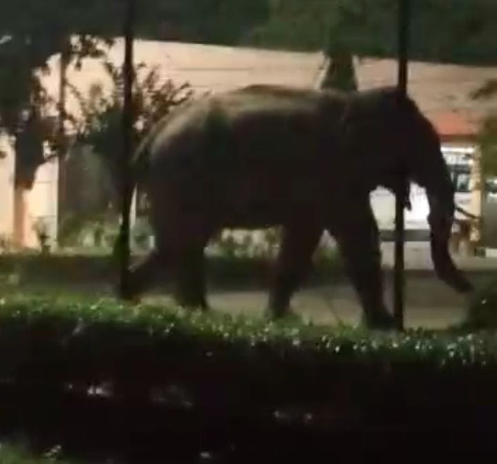 Now the elephant came in the police line, broke the tree