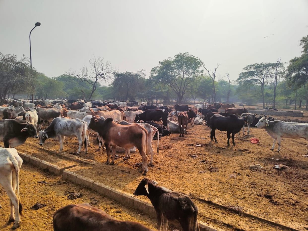 Hathras: cows dying due to lack of fodder and water