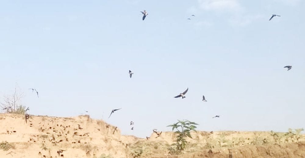 fathepur news,European Sand Martin doing acrobatics on the banks of Yamuna