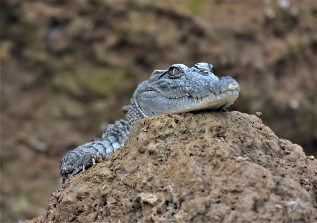 chambal