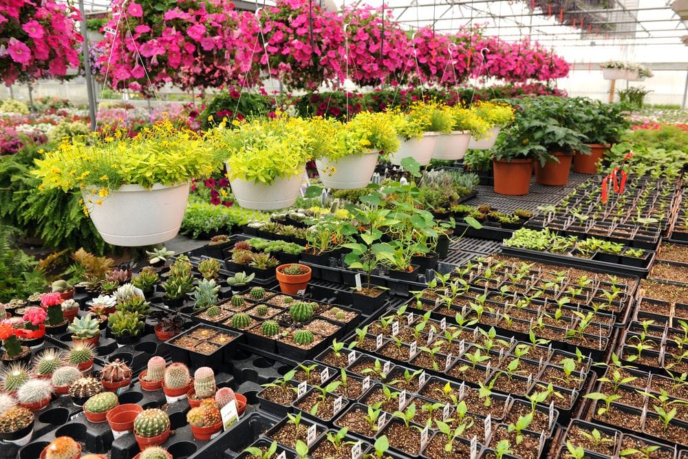 Preparations to develop nurseries in gram panchayats