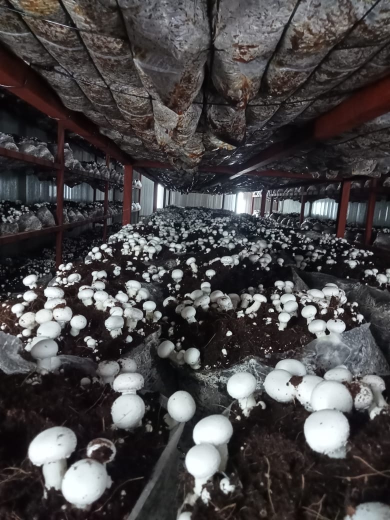 Farmers increased income by adopting agricultural diversification