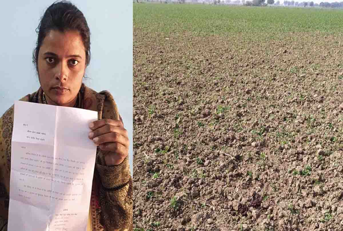 Jalaun: Animals ruined three bighas of crop