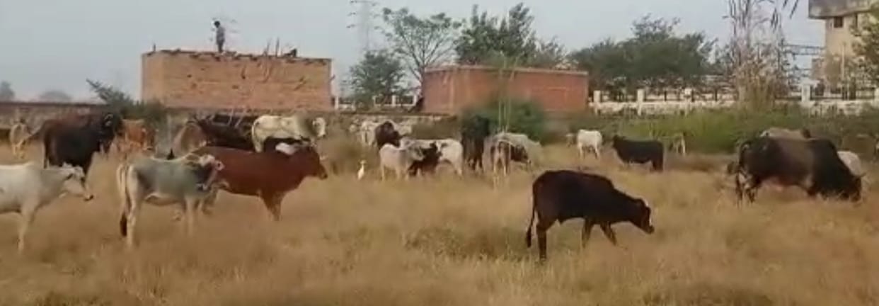 Anna cattle closed in Haat Bazar