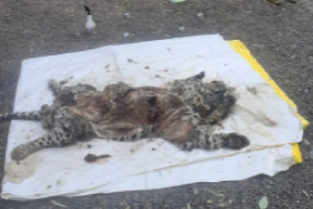 Madhya Pradesh: Suspected death of leopard in imli Kheda of Sehore, burn marks also found on the body, fear of hunting