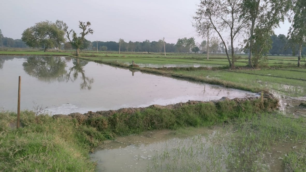 Many bighas of wheat crop submerged due to canal break