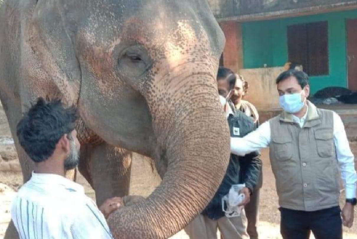 Chhatarpur: Collector reached Badamalhara to know the condition of Hathni Laxmi, said - will send it somewhere only after recovery