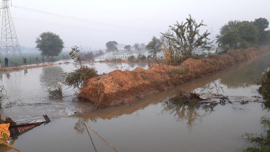 40 bigha potato crop submerged due to canal track breaking