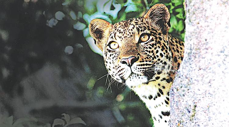 Leopard Population In India Rises To 13874 In 2022 Madhya Pradesh Has