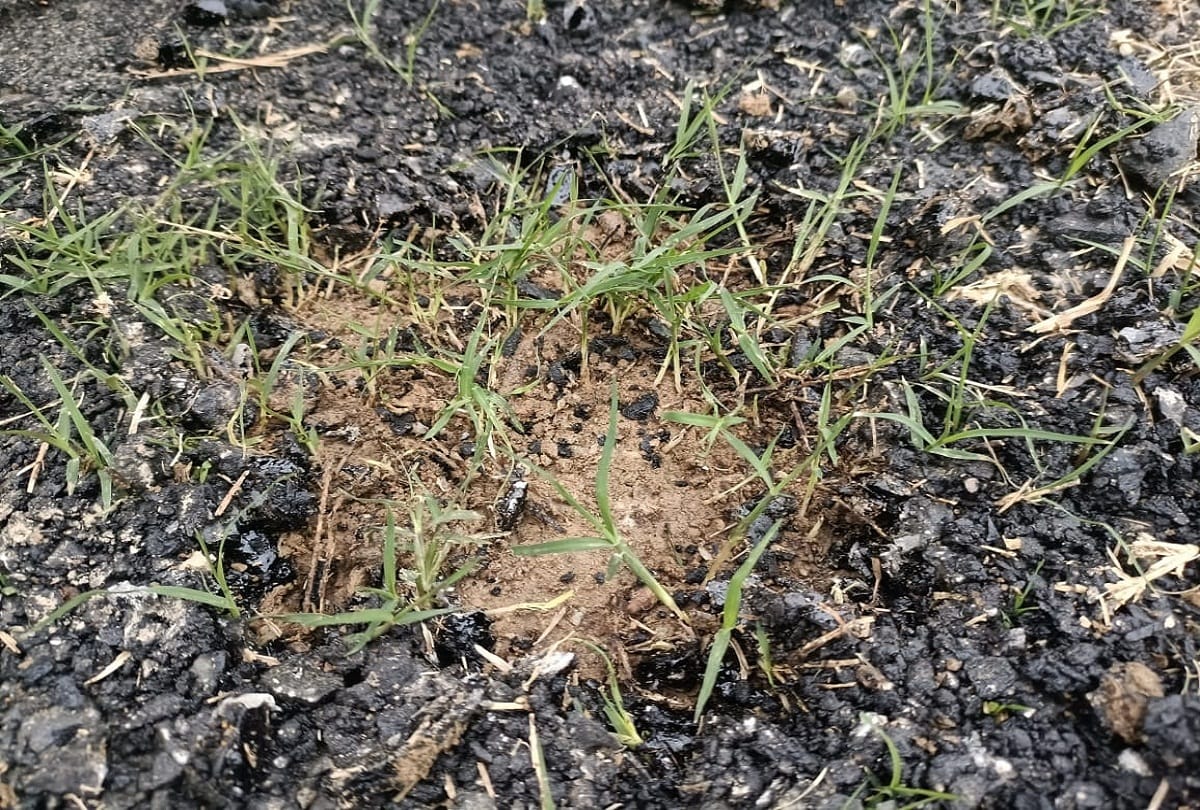 Prayagraj: In the investigation, ballasts were found scattered on the unfinished road, the grass has grown